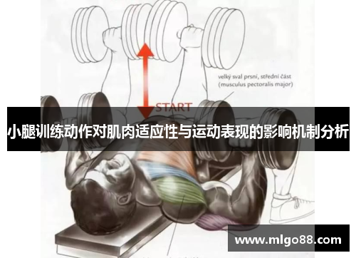 小腿训练动作对肌肉适应性与运动表现的影响机制分析